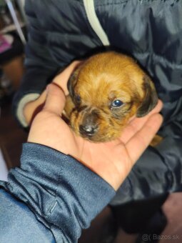 Šteniatka jazvečíka - 4