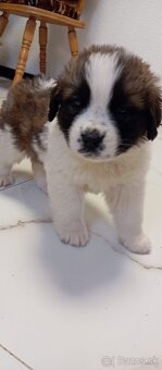 Šteňatá bernardínov - 4