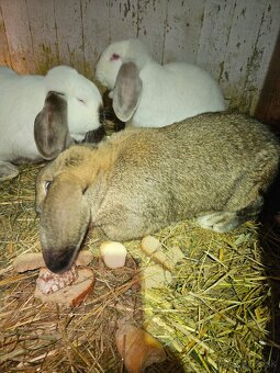 Francúzsky baran - 4