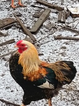 wyandotka zdrobnelá - 4