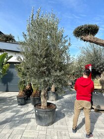 Mrazuvzdorný olivovník bonsai - Olea europaea - 4