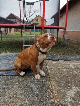 American bully fenka - 4