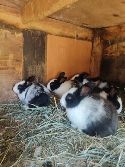 Ponúkam na predaj samicu šarišskú obrovitu - 4