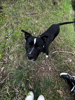 Americký Stafordšírsky Teriér - 4