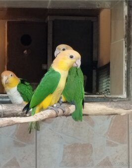 Amazonik bielobruchy - 4