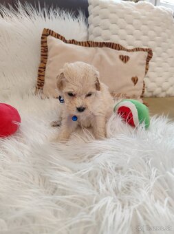 Maltipoo - 4