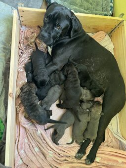 cane corso stenata na predaj - 4