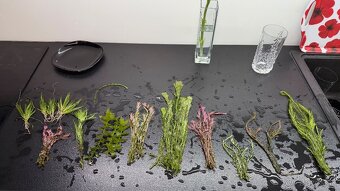 Rastlinky z prestrihu - 4