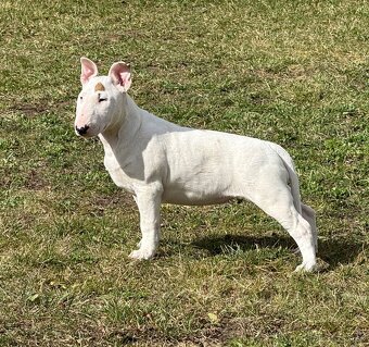 Bullterrier/Bulterier - 4