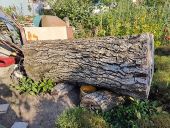 Orechový kmeň - 4