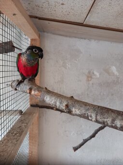 Rozela,agapornis, spevavý - 4