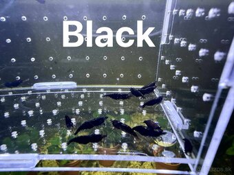 Krevetky neocaridina a Endlerky - 4