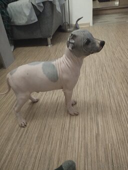 Americký bezsrstý teriér- PP(FCI) - 4