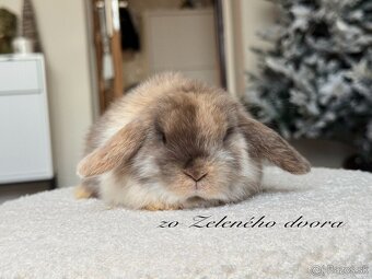 🐰 Minilop králiky 🐰 - 4