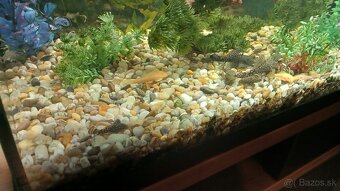 Prisavnik, prísavniky, prisavnici - 4