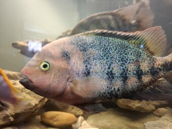Cichlazoma Americka - 4