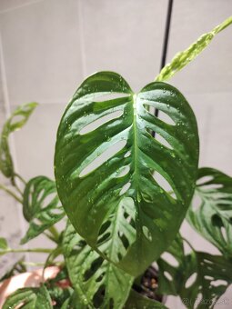 Monstera Adansonii - 4