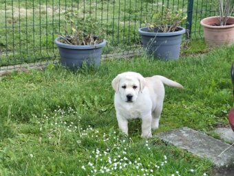 Labrador s PP - 4