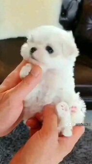 Mini Maltezák - 4
