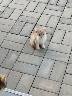 Darujem mačiatka - 4