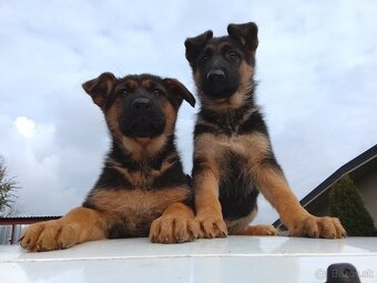 Šteniatka nemecký ovčiak - 4