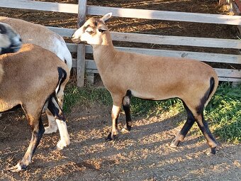 Predám ovečku ovce kamerunskej - 4