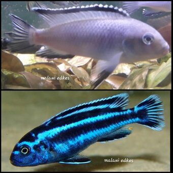 Malawi cichlidy - 4