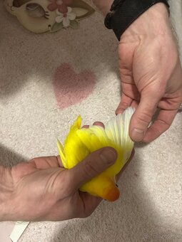 Agapornis Hnedohlavý - 4