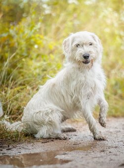 Darujem kríženca - 4