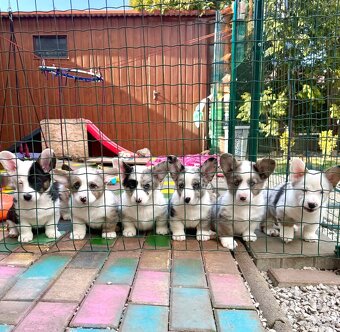 Welsh corgi cardigan s PP - 4