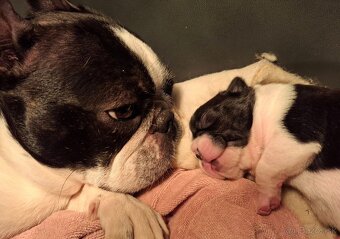 Boston,Bostonský teriér,Boston Terrier s PP - 4