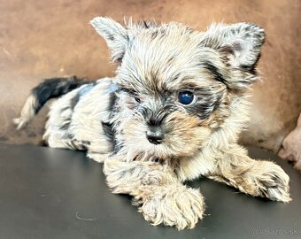 Yorkshire Terrier s PP - 4