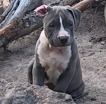 American bully - 4