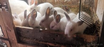 Predám králiky kalif. - 4