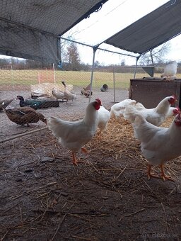 Kohúty plymutka biela , amrox - 4