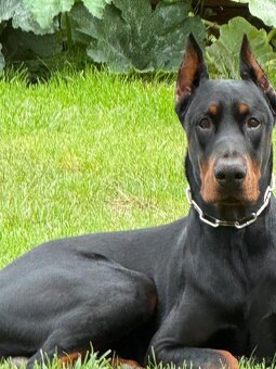 Doberman na krytie - 4