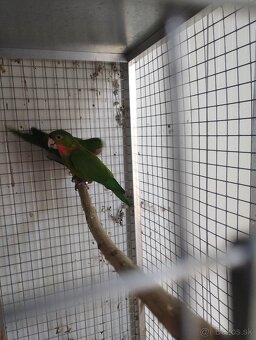 Aratinga ruzohrdly - 4