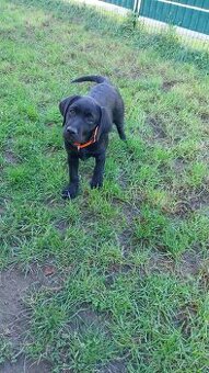 Labrador s PP čierne šteniatka - 4