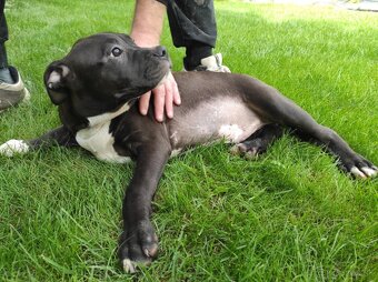 J&K bullys "ponúkame na predaj American bully XL - 4