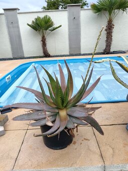 Agave Amerikana Marginata, Aloe vera - 4