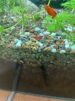 Krevetky red cherry - 4