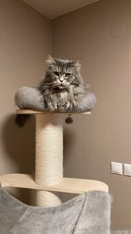Mainská mývalia mačka / Maine Coon - 4
