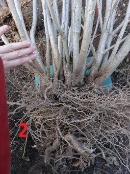 Rastliny na bonsaj, bonsai - IBIŠTEK SÝRSKY_2 - 4