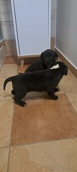 Weimar, weimarsky stavač... - 4