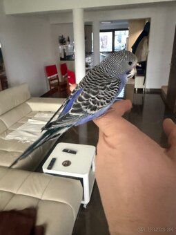 Andulky Maznačikovia krotke - 4