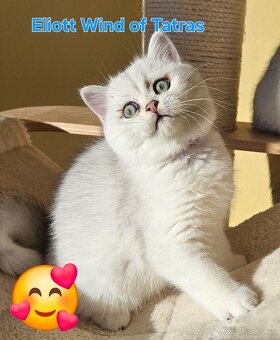 Britská krátkosrstá - 4