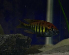 cichlidy viktoria haplochromis - 4