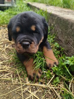 rotvailer,rottwailer,rottweiler,rotvajler - 4