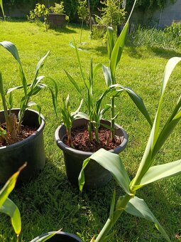 Arundo,ozdobnica gigant - 4