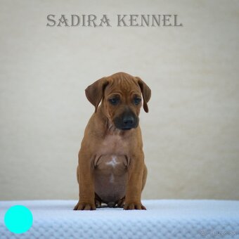 Šteniatka Rhodesian Ridgeback - 4